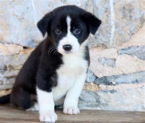 Border Collie Puppy For Sale Text Us 213 769 8542 Dogs For Sale Price