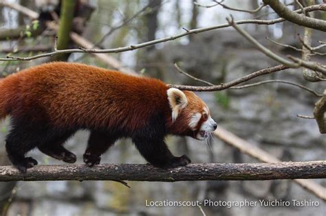 Meet A Red Panda Walking On A Branch During Locationscouting In A Zoo