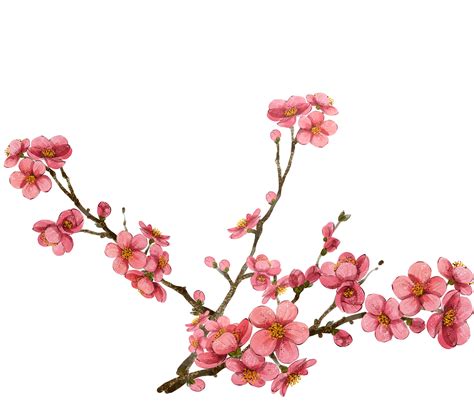 Includes a 9 pngs with transparent backgrounds (6 flower. Cherry Blossom Branch Drawing | Free download on ClipArtMag