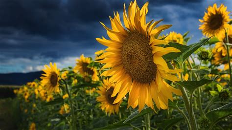 Download Wallpaper Blooming Sunflowers 3840x2160
