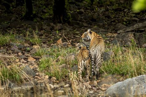 Wild Tiger Cub And Watchful Mom A Careful Mother Tigress Or Panthera Tigris Tigris With Her Cub