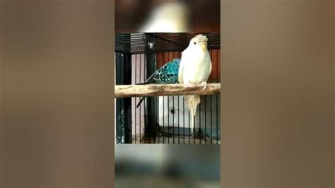 Japanese Crested Budgie The Unique Bird Youve Never Seen Youtube