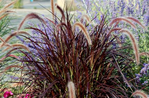 Navy seals rescue, the full story on before it's news bore the headline: How to Grow and Care for Purple Fountain Grass