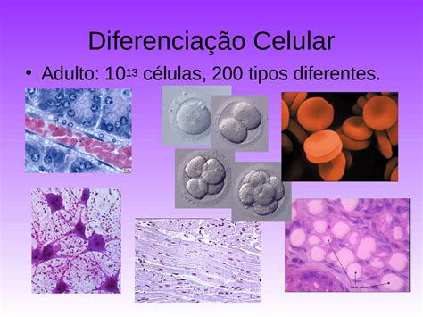 Diferenciação Celular Diferenciação Celular Docsity