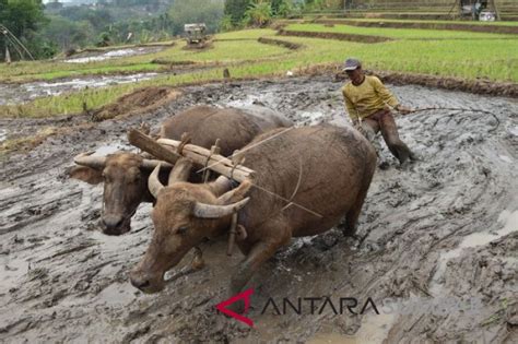 Seiring dengan kemajuan zaman membajak sawah menggunakan alat tradisonal, saat ini sudah semakin ditinggalkan. BAJAK SAWAH DENGAN KERBAU - ANTARA Sumbar