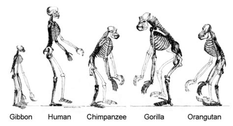 Gibbonmenschlicher Letzter Gemeinsamer Vorfahr