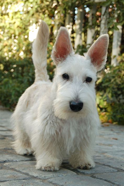 17 Droll White Scottish Terrier Puppies Image 8k Ukbleumoonproductions