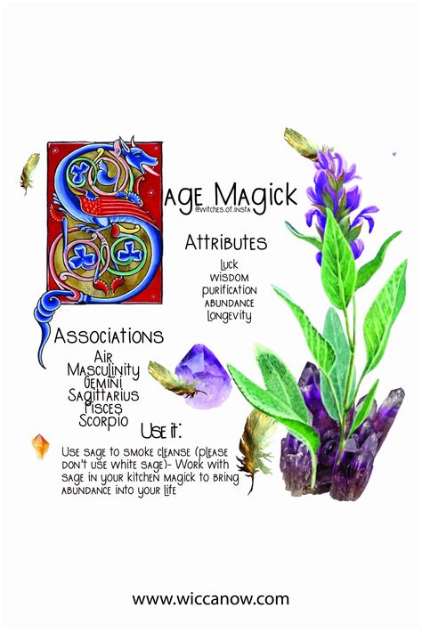 Sage The Magickal Cleansing Herb Magickal Herbs Magick Magic Herbs