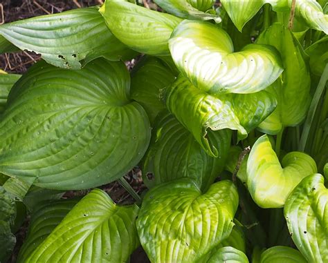 How To Grow Plantain Lily Guacamole Hosta Guacamole In Your Garden