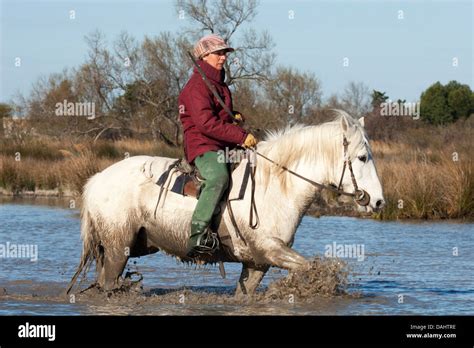 Female Gardian On Camargue Horse Riding Through Marsh In Southern