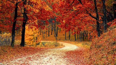 Photo Foliage Autumn Nature Roads Forests Trees 1366x768