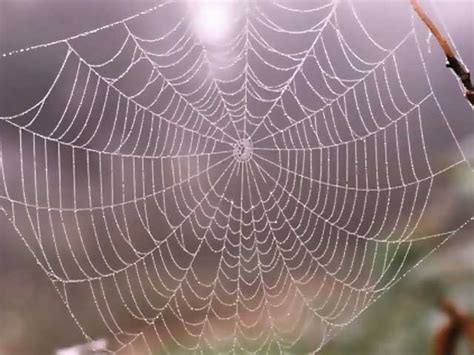 These funnel shaped webs may be attached between two stationary objects at ground level, such as two planters or two tree branches. 101 Proofs For God: #91 Spider Webs