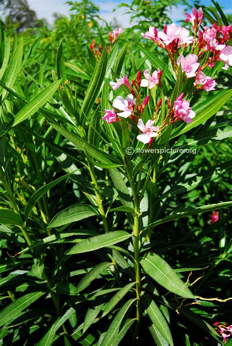 Oleander (nerium oleander) is a shrub with beautiful flowers, but all parts of it are poisonous. Nerium Oleander