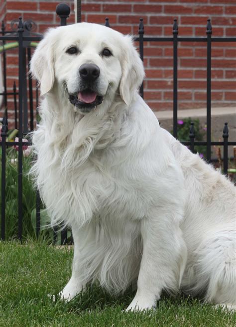 The english cream golden retrievers are one of the most beautiful and gentle dogs. Double B Goldens Official Website - Double B Goldens ...