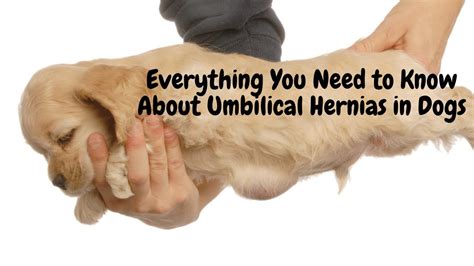 Everything You Need To Know About Umbilical Hernias In Dogs Cute Dog