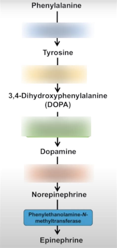 Psychomotor Stimulants I And Ii Catecholamines Amphetamines And