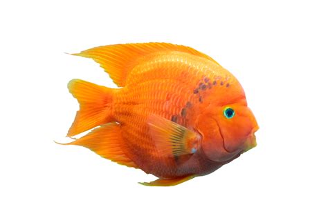 Aquarium Fish Red Parrot Fish Isolated On Transparent Background With