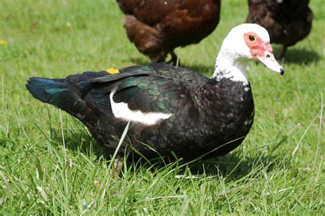 Duck Hatching Eggs Muscovy For Sale In Uk 60 Used Duck Hatching Eggs