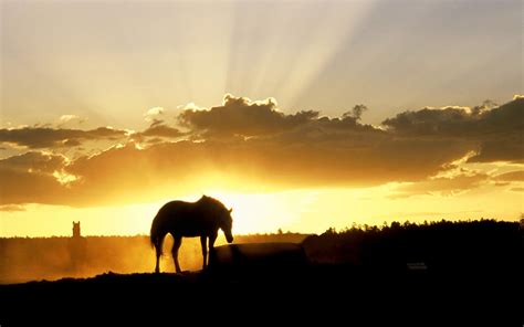 Nature Landscapes Horses Sunset Sunrise Sky Clouds Wallpapers Hd
