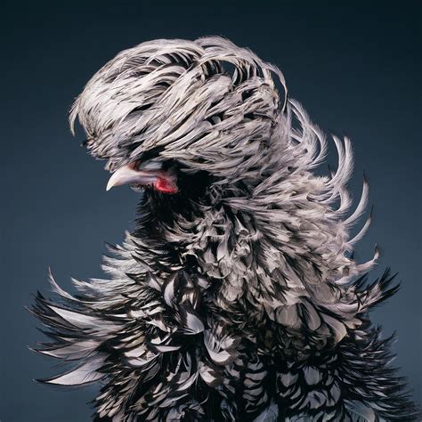 Rare And Unusual Birds Photographed Like Humans Petapixel