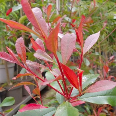 Photinia × Fraseri Carre Rouge Buy Photinia Mandarino Trees