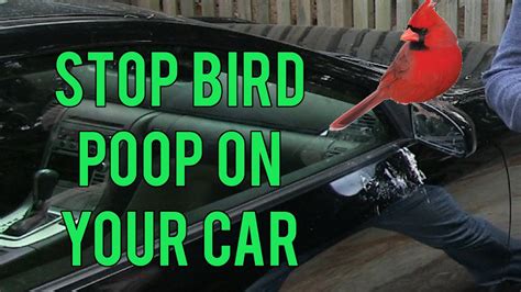 Stop Bird Poop On Your Car Youtube
