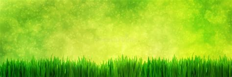Fresh Green Grass Panorama On Natural Blur Nature Background Stock