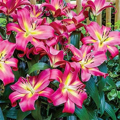 breck s giant hybrid lily empoli bulbs 5 pack 71099 the home depot