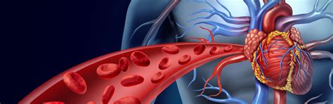 Heart Blood Vessels Arc Nutrition