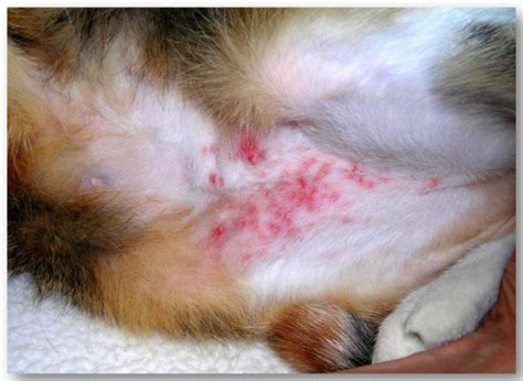 Flea allergy dermatitis is a very common feline skin disease caused by a hypersensitivity reaction to flea bites. Flea allergic dermatitis in a cat. | Download Scientific ...