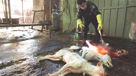 Petition · STOP YULIN DOG MEAT EATING FESTIVAL!!! · Change.org