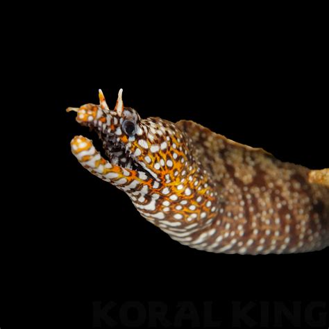 Japanese Dragon Eel Koral King