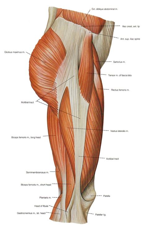It inserts onto the linea aspera of the femur. Should you Foam Roll your IT Band? - Kevin Neeld