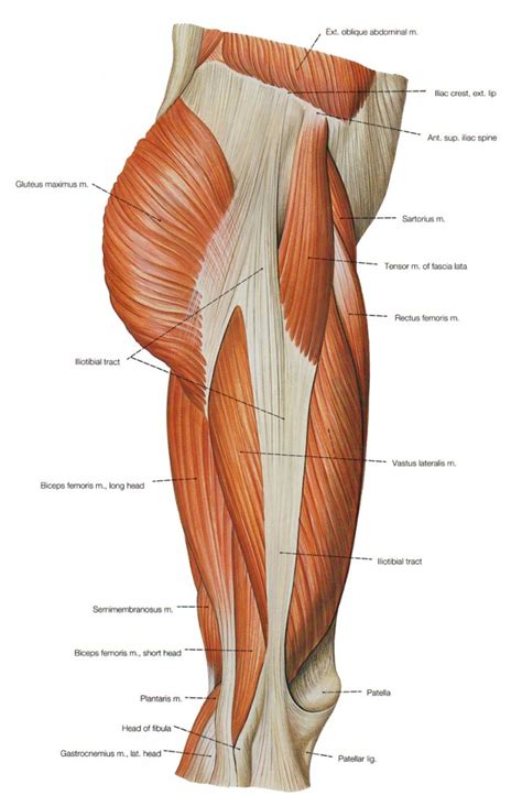 Anatomical closeup diagram with intestine, cecum and lumen. Should you Foam Roll your IT Band? - Kevin Neeld