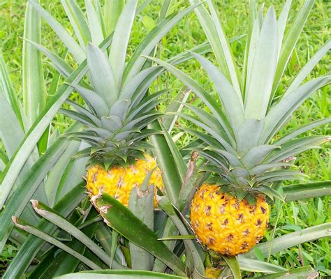 My First Pineapple Plants By William Patterson