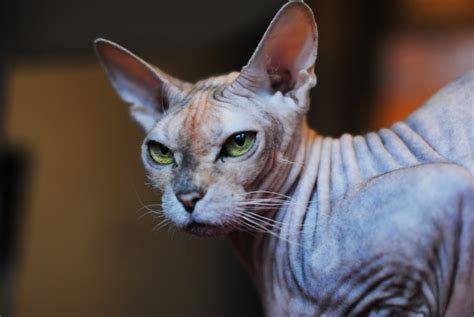 Beautiful Donskoy Cat Is Like Nothing Weve Ever Seen Before Pet News