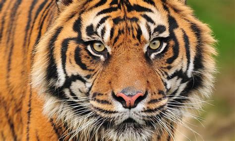 Sumatran Tiger Photos Wwf