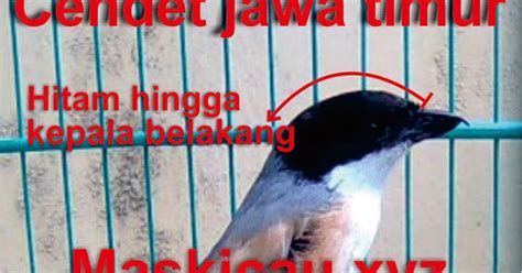 5 jenis burung cendet atau pentet indonesia 1.burung cendet coklat 2.burung cendet hitam putih 3.burung cendet abu abu besar. Membedakan Cendet Jatim,Madura,Jateng, dan Jabar