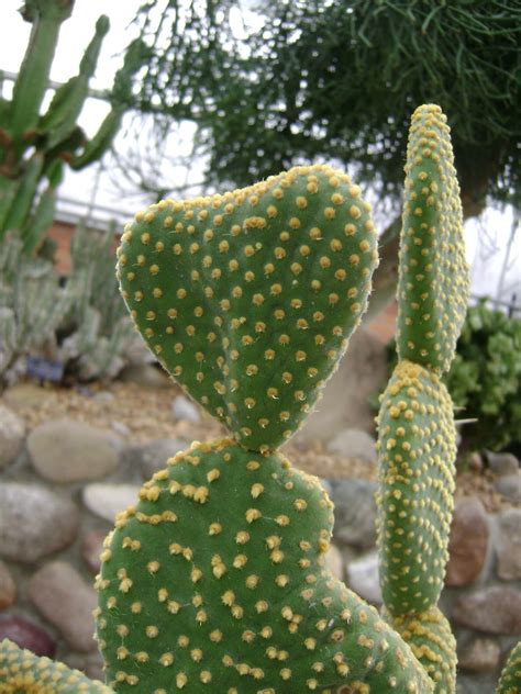 Houseplant Guru February Cactus