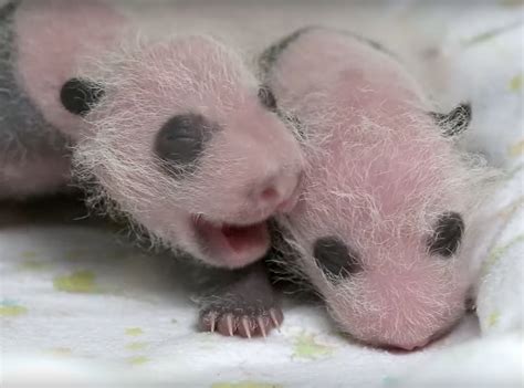Mama Panda Was Captivated By Her Newborn Baby But Carers