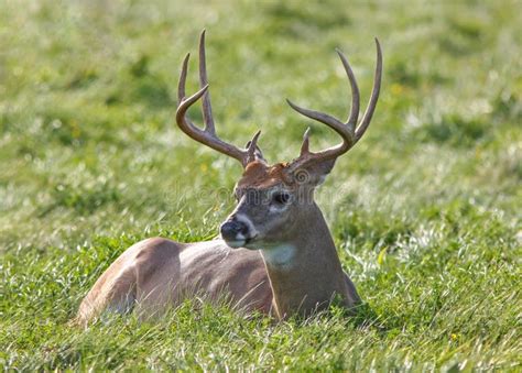 Whitetail Deer Buck Stock Photo Image Of Dominant Mammals 64396186