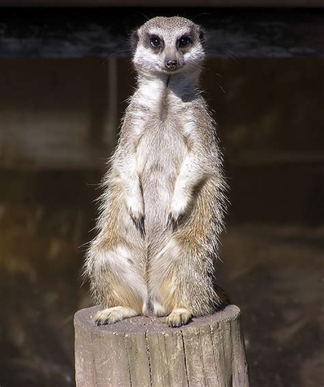 Free Images Cute Wildlife Zoo Fur Sitting Small Africa Mammal