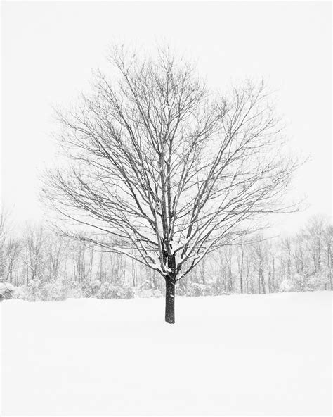 Black And White Tree Prints Tree In Winter