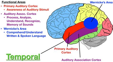 Wernicke S Area Jumma Mubarik Occipital Lobe Cerebral Cortex