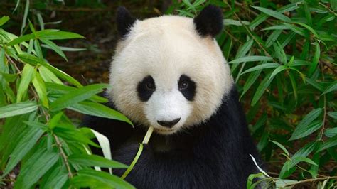 Lying Panda Is A Lying Liar Of Lies Fakes Pregnancy For Extra Food