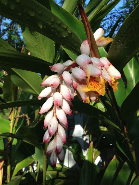 Feed variegated shell ginger plants monthly during spring and summer, using a general purpose liquid fertilizer. Shell ginger | Tropical flowers, Flowers, Ginger