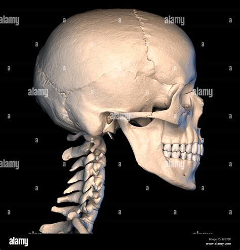 Skull Human Side View White Background High Resolution Stock