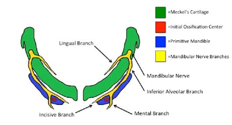 Development Of The Alveolar Process Of The Mandible Superior View