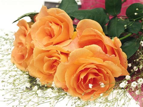 Ravishment Beautiful Roses Hd Desktop Wallpapers In 1080p