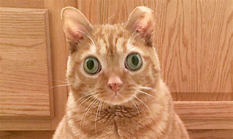 Cat With Googly Eyes That Has A Permanently Startled Look Is Instagram